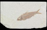 Bargain Knightia Fossil Fish - Wyoming #47884-1